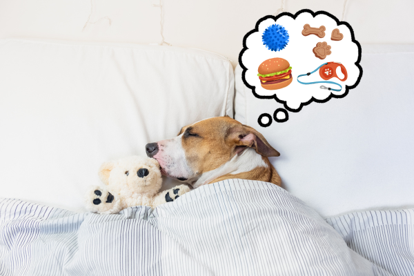 Jak dlouho spí starý pes?